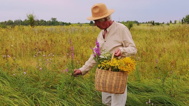 A person collects various medicinal herbs from a field. The scene shows a basket filled with colorful plants. It is late afternoon under a cloudy sky