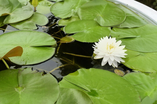 high angle close up view of an exquisite white water lily blossom floating gracefully on dark water surrounded by vibrant green lily pads