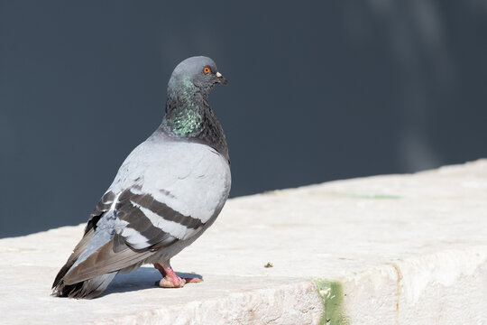 Pigeon standing on a stone ledge watching