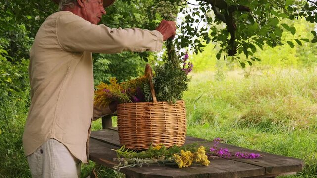 An herbalist gathers various medicinal herbs in a basket while standing by a wooden table in a field. The sunlight shines through the trees