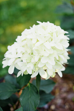 Delicate Skyfall Hydrangea Paniculata with Pink Edged Petals on Bokeh Background