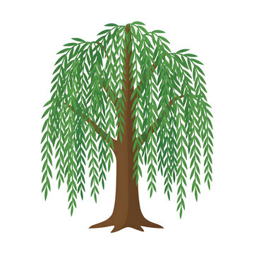 Elegant Green Weeping Willow Tree Vector Illustration