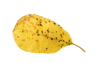 Naklejka premium Single yellow autumn cherry leaf displaying dry decay spots and thin stem