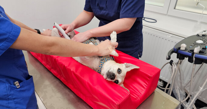 Hund wird beim Tierarzt untersucht 