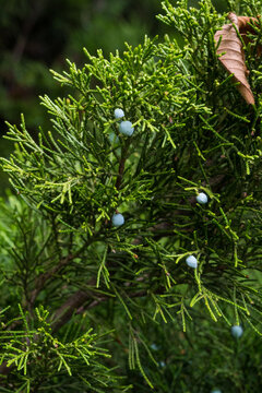 A vertical closeup of a juniper branch with scattered whitish blue berries among deep green scaly foliage. Moody dark tones and soft light create a quiet natural winter evergreen mood.