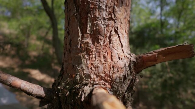 Detailed pine tree bark displays rough organic textures in an outdoor forest habitat. Warm sunlight brightly illuminates the surrounding wilderness within the woodland area.