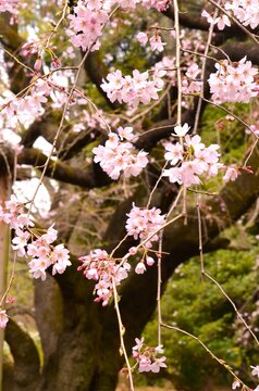 しだれ桜の垂れ桜の古樹