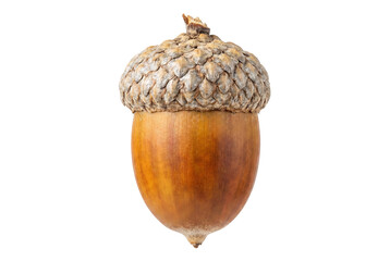 Detailed Macro View of a Single Ripe Acorn © Ahsan