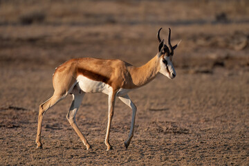 Springbok stroling - South Africa © Hanlie