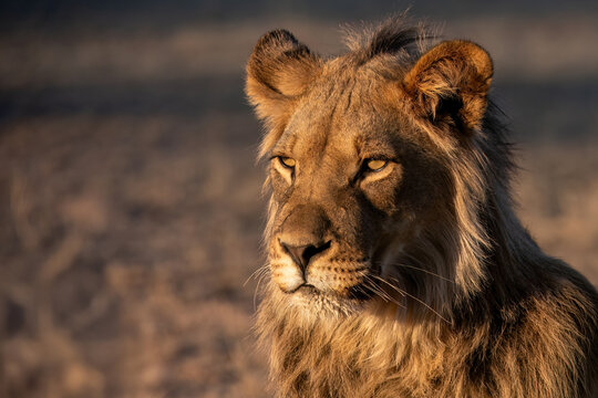 Adult male Lion face -  South Africa