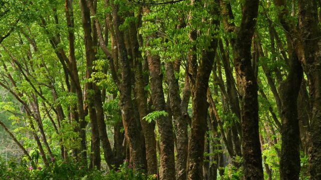 Lush Green Rubber Tree Forest Pan Motion, Dense Tropical Jungle Woods in Morning Sunlight
