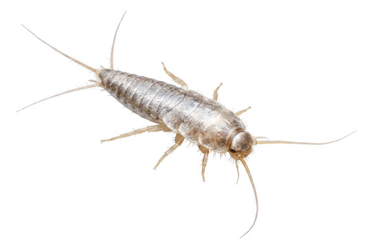 Detailed Macro View of a Silverfish Lepisma saccharinum with Long Antennae