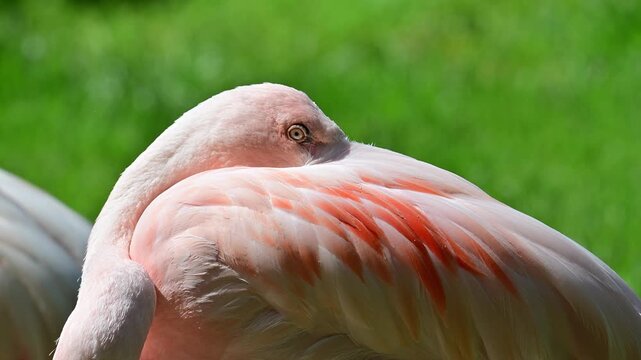 Close-up video of a pink flamingo resting and tucking its beak under its wing, showing detailed feathers, calm behavior, and natural bird grooming