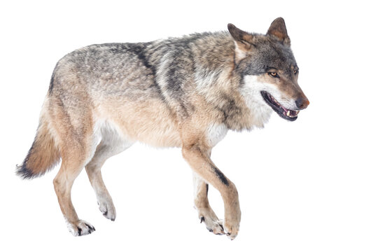 Wild Grey Wolf Walking in Profile View