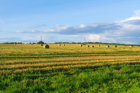 agricultural field with straw bales in summer under blue sky