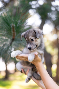 Human hands holding cute small grey puppy outdoors
