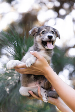 Cute Gray Puppy in Human Hands Outdoor