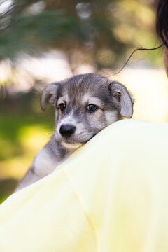 Cute Puppy Resting Head On Woman Shoulder Outdoors