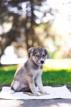 Small Grey Mixed Breed Puppy Sitting Outdoors On towel