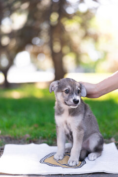 Person Stroking Head Of Cute Small Grey Puppy Outdoors