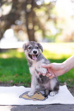 Cute Happy Puppy Giving Paw To Human Hand Outdoors