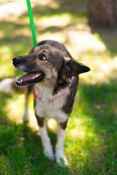 Happy Dog On Green Leash Walking Outdoors In Park