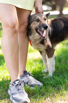 Happy Dog Leaning Against Woman Legs Outdoors