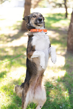 Happy Dog Standing On Hind Legs Outdoors In Park