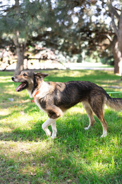 Happy Mixed Breed Dog Walking On Green Grass Outdoors