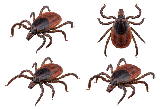 Macro composite of four deer ticks from various angles
