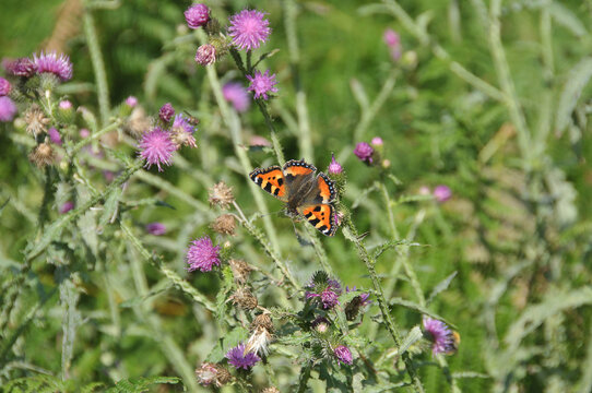 Schmetterling "Kleiner Fuchs"