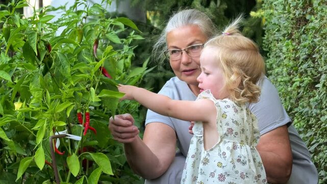 Grandmother shows a toddler girl red peppers growing in a garden, homegrown vegetables, childhood discovery, family gardening and healthy food.