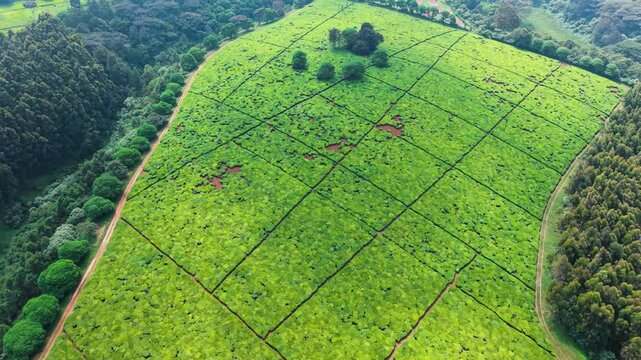 Aerial view of lush green tea plantation with geometric grid patterns and surrounding forest in Limuru Town, Kiambu County, Kenya.