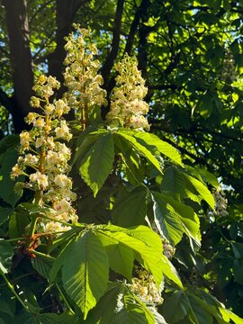 Aesculus hippocastanum horse chestnut tree  in full spring bloom.