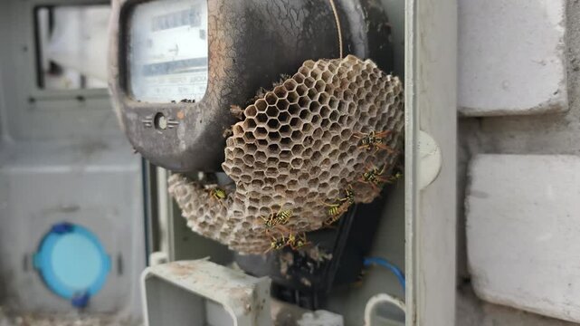 A detailed paper wasp nest structure adheres to an outdoor electrical meter. Wasps crawl across the geometric hexagonal comb cells built inside the open metal utility box.