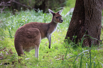 Wild kangaroo alertly standing on green grass. Native Western Grey Kangaroo, Macropus fuliginosus, in its natural habitat inside a pristine National Park in Western Australia © BJP7images