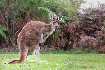 Iconic wild kangaroo looking directly at camera. Native Western Grey Kangaroo, Macropus fuliginosus, on green grass inside a lush National Park sanctuary, Western Australia © BJP7images