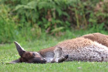 Sleeping wild kangaroo napping on lush grass. Native Western Grey Kangaroo, Macropus fuliginosus, completely relaxed inside a National Park, Western Australia © BJP7images