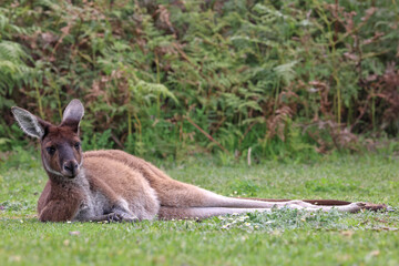 Relaxed wild kangaroo resting on a grassy meadow. Native Western Grey Kangaroo, Macropus fuliginosus, lounging peacefully in National Park, Western Australia © BJP7images