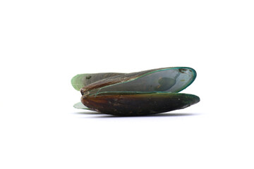 green lipped mussels. often referred to as Perna viridis or Asian green mussels. mussels on a white background © Pisan