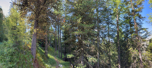 Fototapeta premium trees in the forest