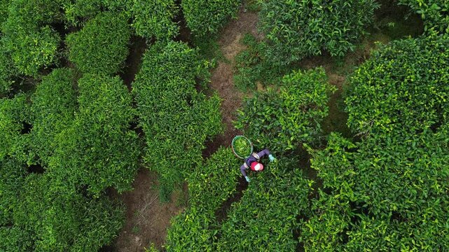 Aerial view of a worker harvesting tea leaves in the lush green tea gardens of Bandung, West Java, Indonesia.