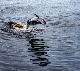 Florida dolphin leaping in the water © Clyde Sweatt