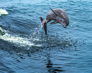 dolphin leaping out of the water © Clyde Sweatt