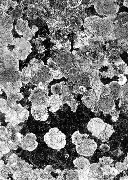 Large lichen texture with a transparent background
