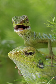 A pair of maned forest lizards (Bronchocela jubata) with one lizard opening its mouth. This agamid species is native to Southeast Asia and is commonly found in Indonesia.