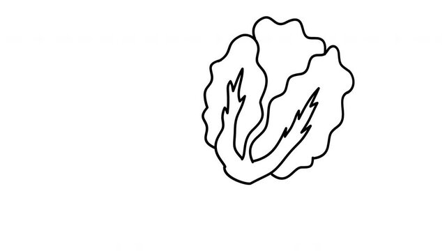 outline illustration of lettuce vegetable