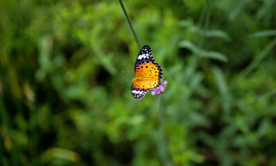 The only focus in the greenery: an orange leopard butterfly resting on a small purple flower, creating a minimalist and ethereal natural vibe © Yf