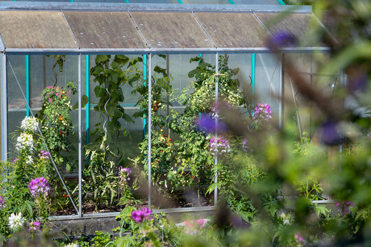 Tomatenzucht im Gew&auml;chshaus