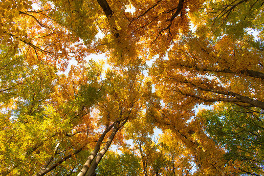 Fall season with tree top. Yellow autumn natural leaf. Autumn nature. Forest high treetop leaves. Seasonal autumnal tree. Treetop in autumn forest. Leaves yellow color. Nature fall treetop